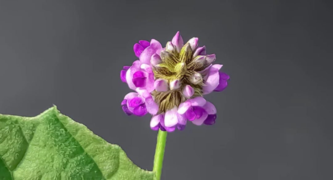 Bakuchiol Flower