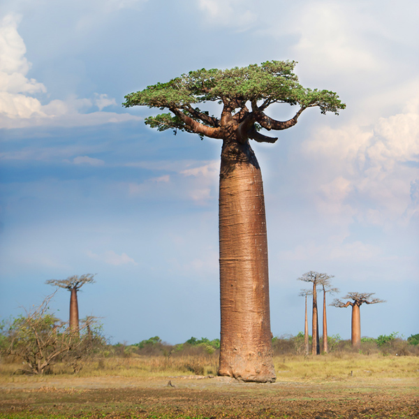 Baobab Tree