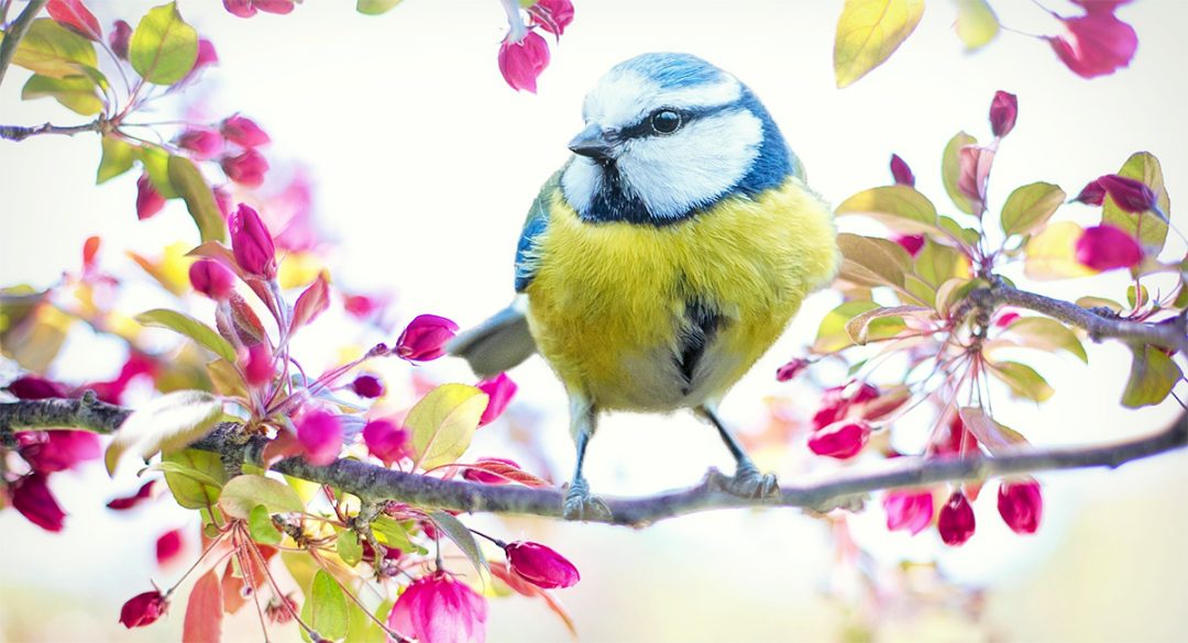 Bird With Cherry Blossom