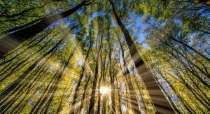 Forest Trees with Sunlight