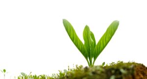 Green Shoots From Moss Covered Ground