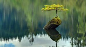 Little Tree on Stump in Lake