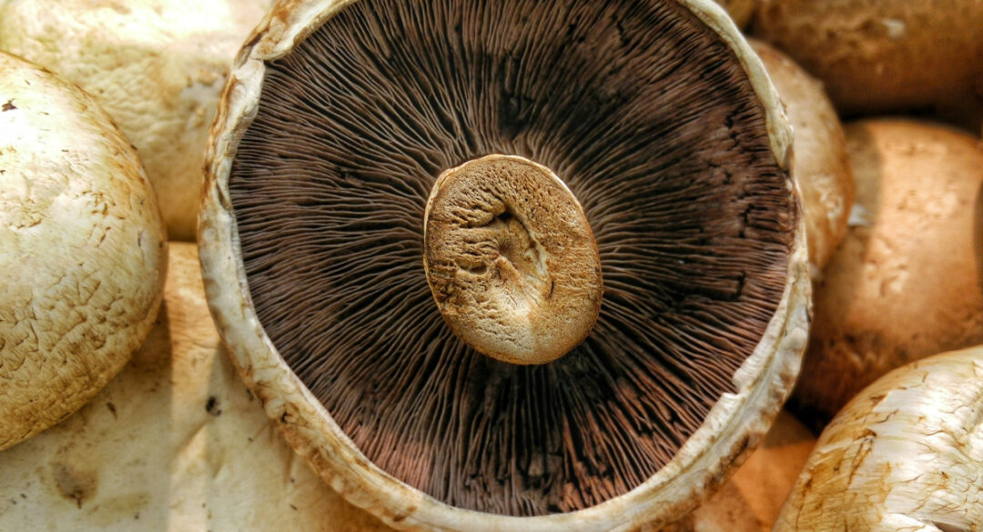 Portobello Mushroom Underside