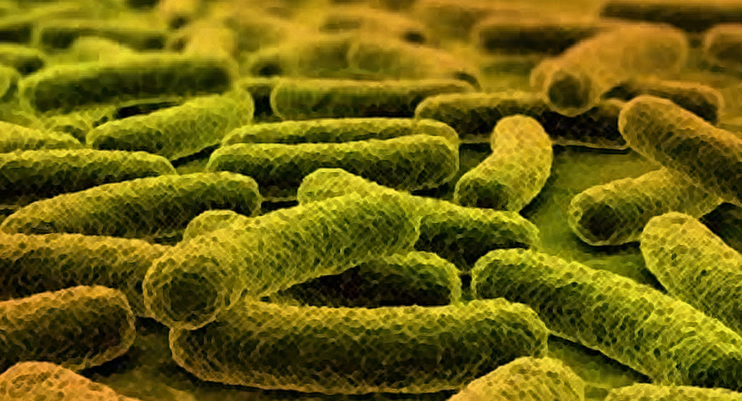 Probiotic Microscopic
