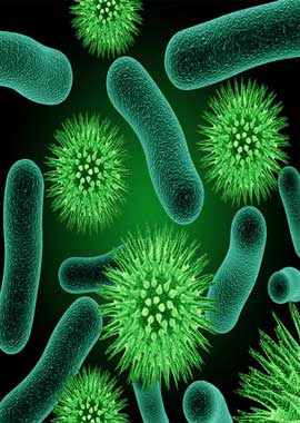 The Importance of Bacteria