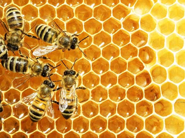 Bees and honeycomb