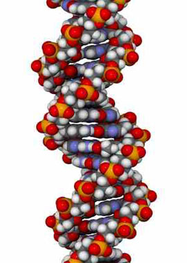 DNA Anti-Ageing Test