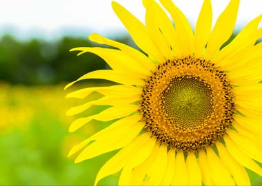 Facing the sunshine - Sunflower