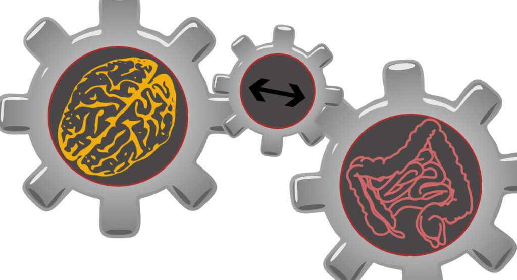 Why Is The Gut Referred To As the Second Brain 