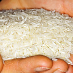 Photo of Rice grains in cupped hands