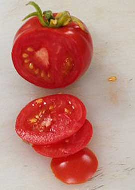 Tomato