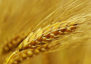 Photo of a wheat sheaf